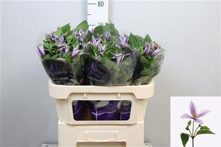 <h4>Clematis diversif. 'Star River'</h4>