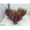 CALLU BL MILCA GEM