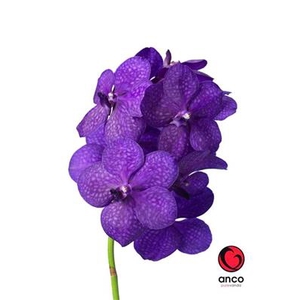 VANDA TAYANEE BLUE x25