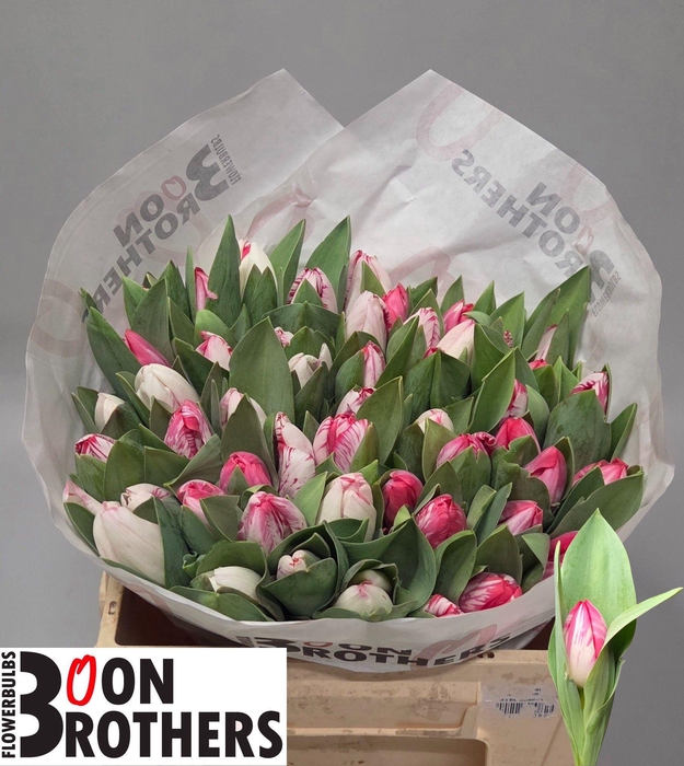 <h4>TU EN KRISSI</h4>