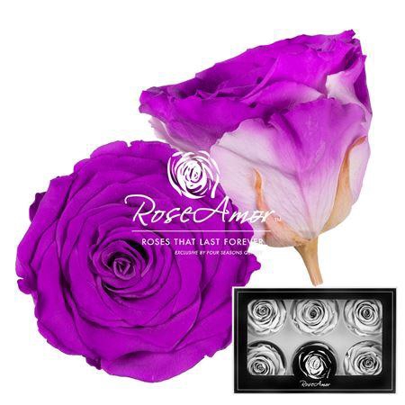 <h4>Lplus Bic05</h4>