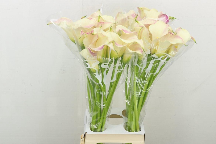 <h4>Zant Blushing Lady</h4>