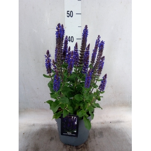 Salvia nemorosa 'Midnight Purple'
