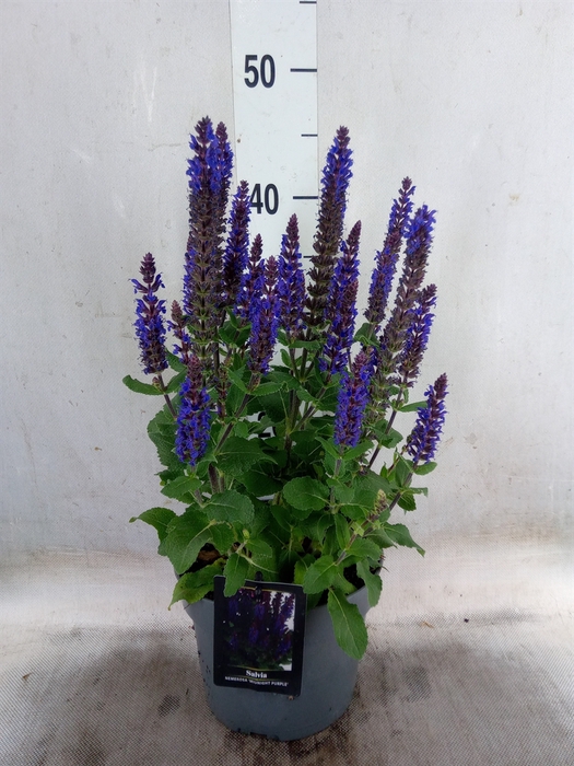 <h4>Salvia nemorosa 'Midnight Purple'</h4>