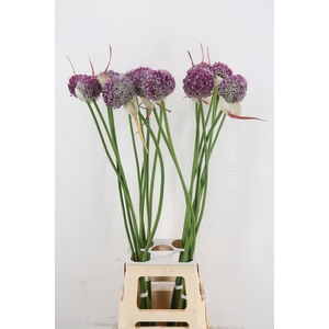 ALLIUM MYSTERY ARTISTIC