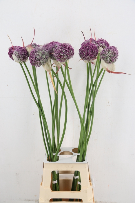 <h4>ALLIUM MYSTERY ARTISTIC</h4>