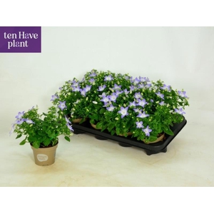 CAMP IS BERL BICOLOR