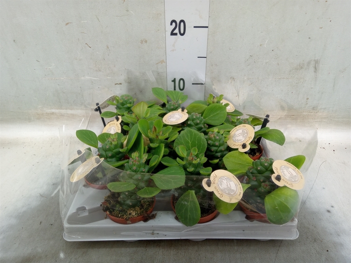 <h4>Euphorbia   ...</h4>