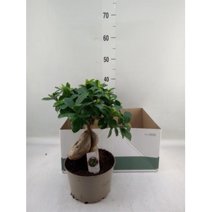 Ficus microcarpa 'Ginseng'