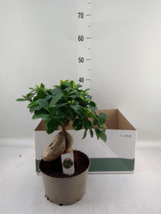 <h4>Ficus microcarpa 'Ginseng'</h4>