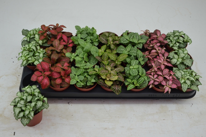 <h4>FITT GEM 7 KL</h4>