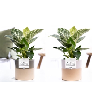 Philodendron White Wave in P&PURE Tess 2 ceramics ass. 2