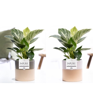 Philodendron White Wave in P&PURE Tess ceramics ass. 2