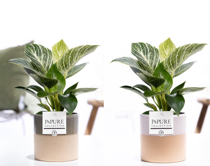 <h4>Philodendron White Wave in P&PURE Tess ceramics ass. 2</h4>