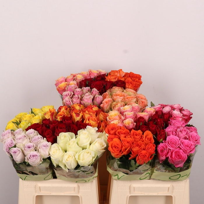 <h4>R GR GEM IN FUST</h4>