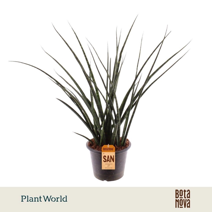 <h4>Sansevieria Fernwood</h4>