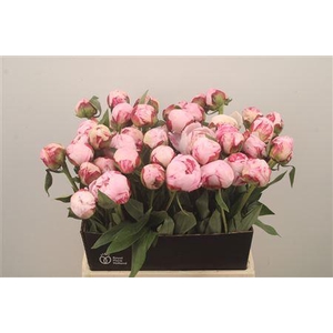 Paeo Sarah Bernhard Pink