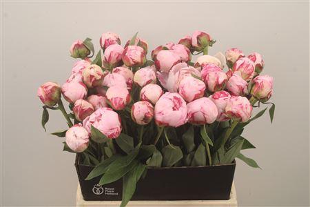 <h4>Paeo Sarah Bernhard Pink</h4>