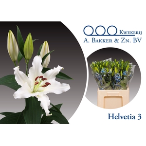 LI OR HELVETIA