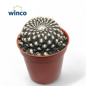 REBUTIA MUSCULA