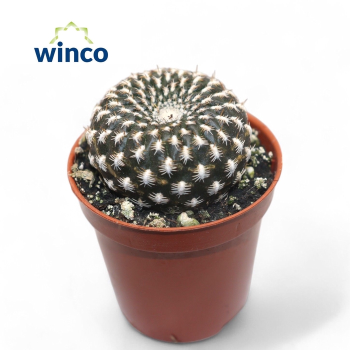 <h4>REBUTIA MUSCULA</h4>