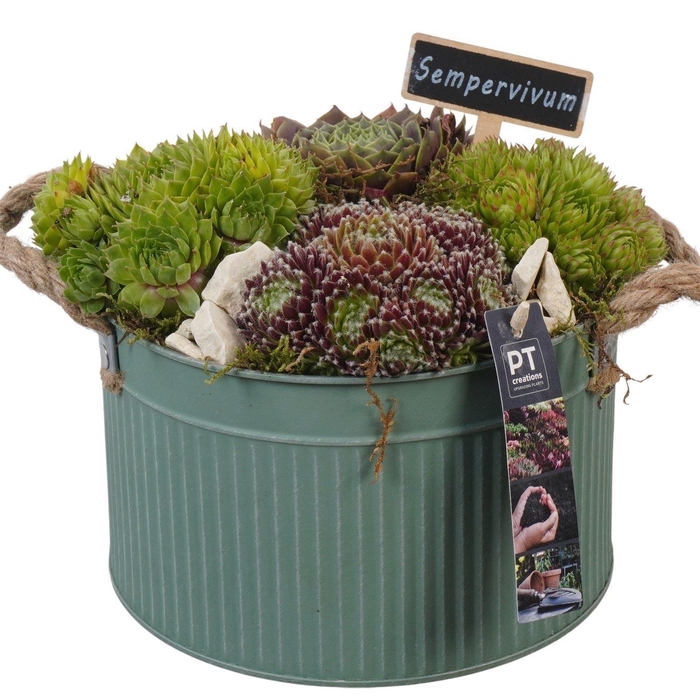 <h4>Arr.  Sempervivum L%</h4>