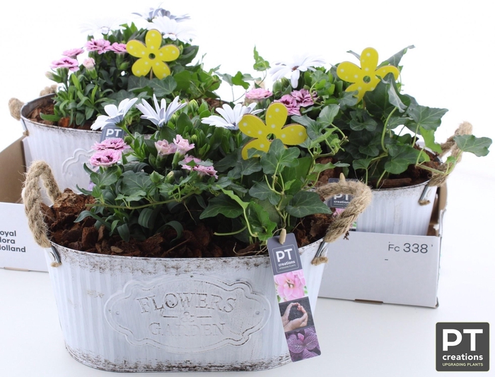 <h4>Arr Tuinplanten</h4>
