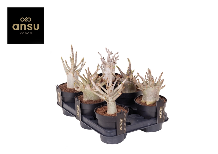 <h4>ADEN ANSU BAOBAB</h4>