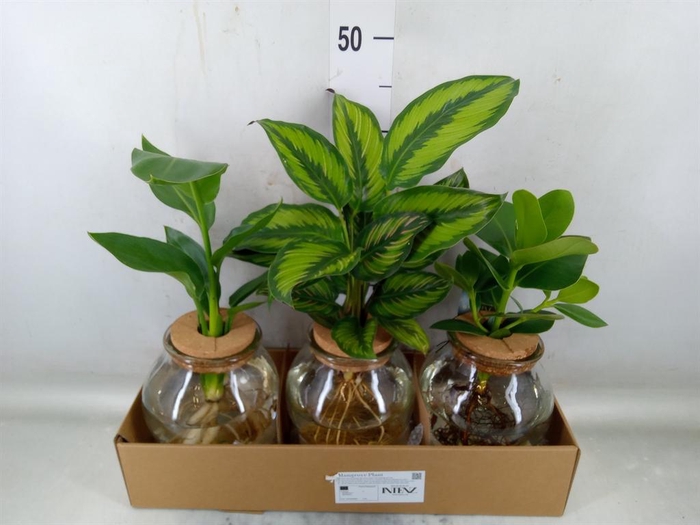 <h4>Planten  ..mix</h4>