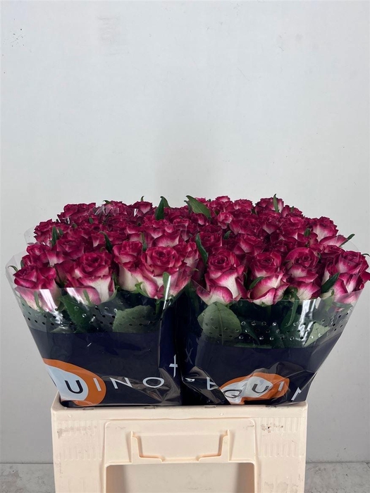 <h4>R GR DUCATI</h4>