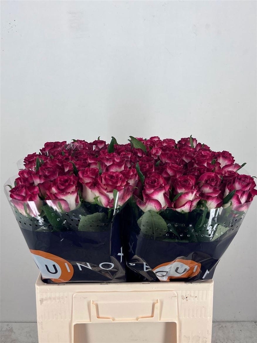 <h4>R GR DUCATI</h4>