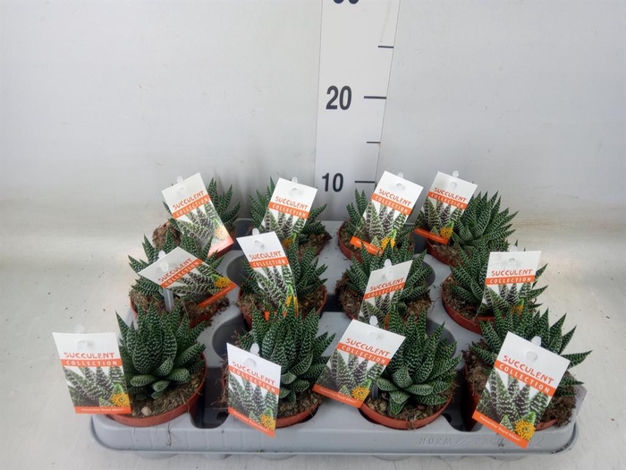 <h4>Haworthia   ...</h4>