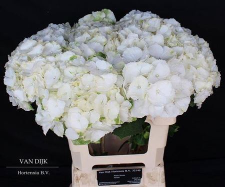 <h4>Hydr M Ch Whi Verena 60cm</h4>
