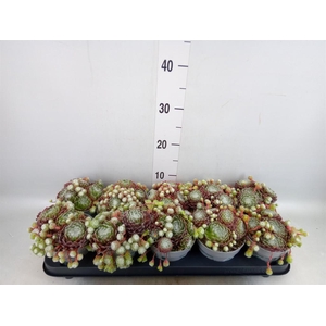 Sempervivum   ...