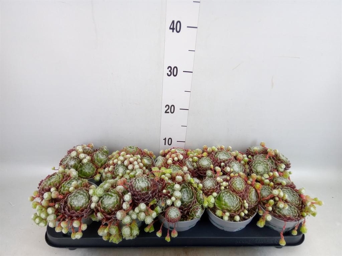 <h4>Sempervivum   ...</h4>