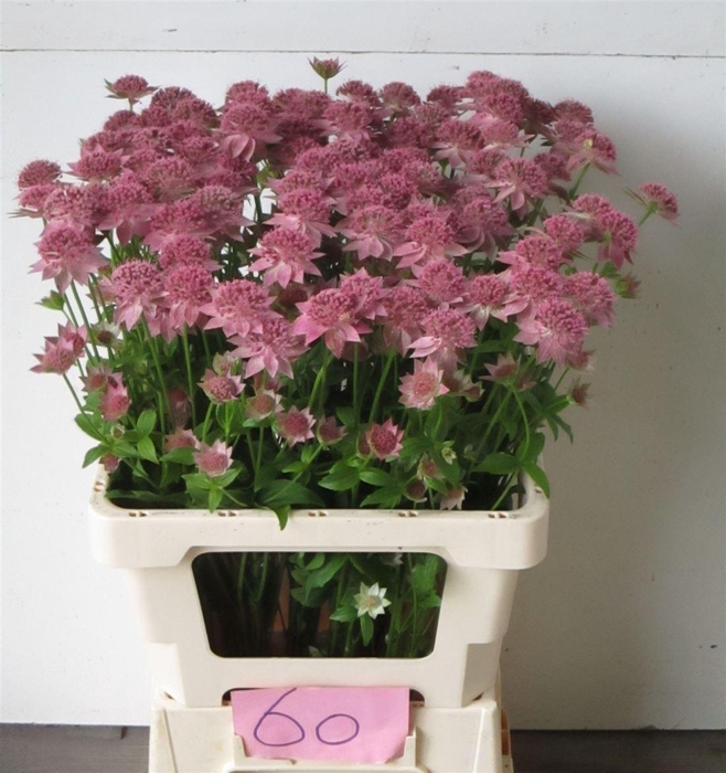 <h4>Astr Rosea</h4>