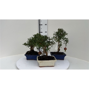 Punica granatum, 15cm. - Granaatappel