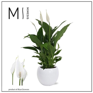 Spathiphyllum 'Strauss'