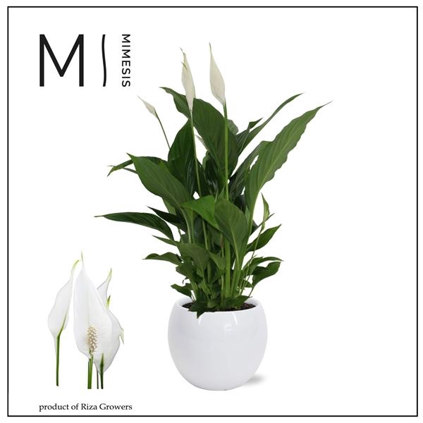 <h4>Spathiphyllum 'Strauss'</h4>