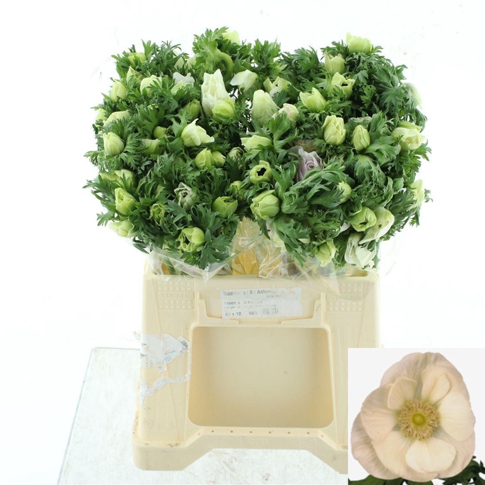 <h4>ANEM CO MAR WHITE</h4>