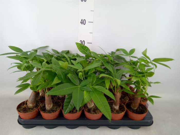 <h4>Pachira aquatica</h4>