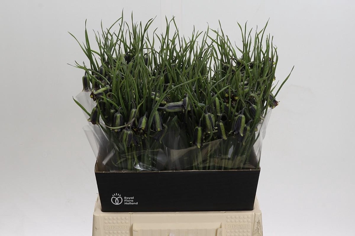 <h4>Fritillaria elwesii</h4>