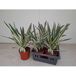 YUCCA GLOR VARIEGATA