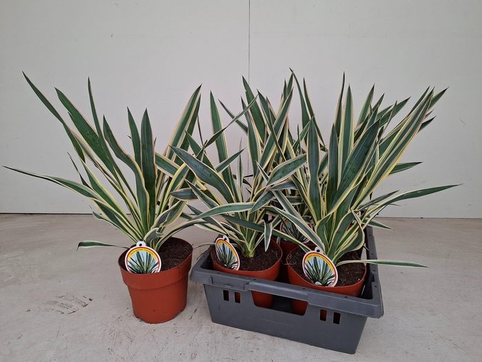 <h4>YUCCA GLOR VARIEGATA</h4>