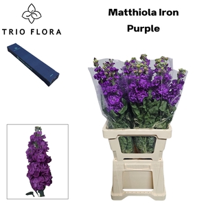 MATTH IRON PURPLE Box M 10
