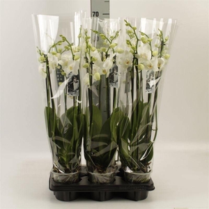 Phalaenopsis   ...white