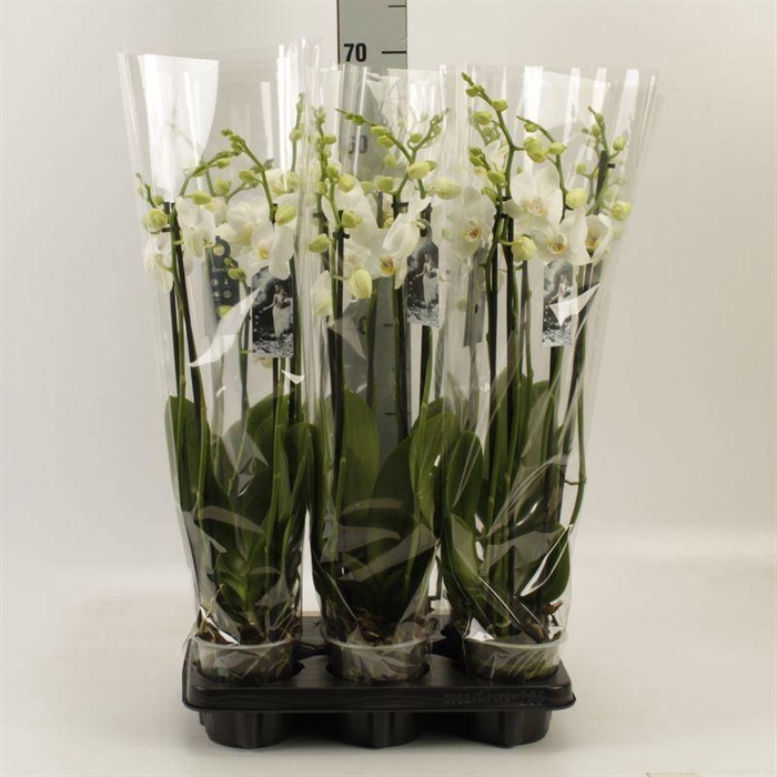 <h4>Phalaenopsis   ...white</h4>