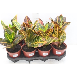 CROTON HIBRIDO PETRA P15
