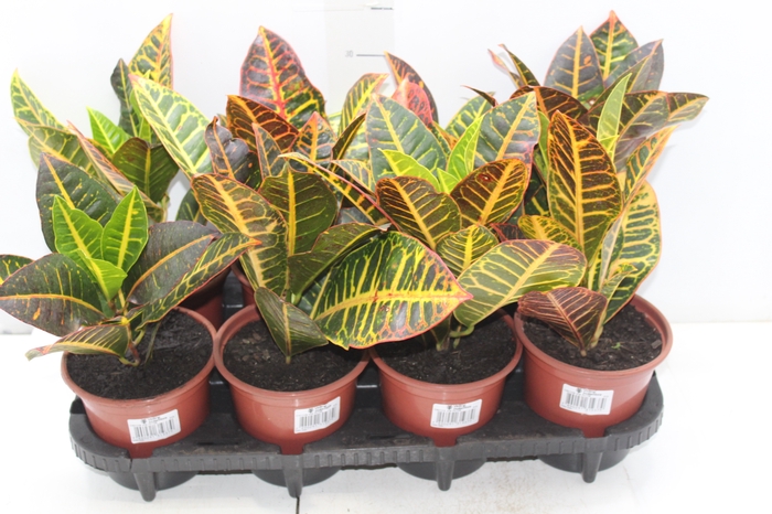 <h4>CROTON HIBRIDO PETRA P15</h4>