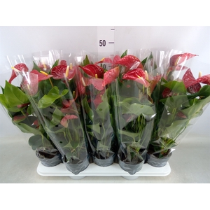 Anthurium andr. 'Karma Red'